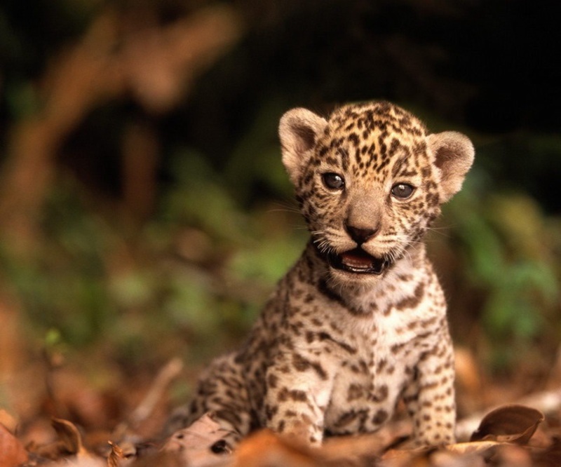 فيديو غاية في اللطف لشبل الفهد يستكشف يده لأول مرة